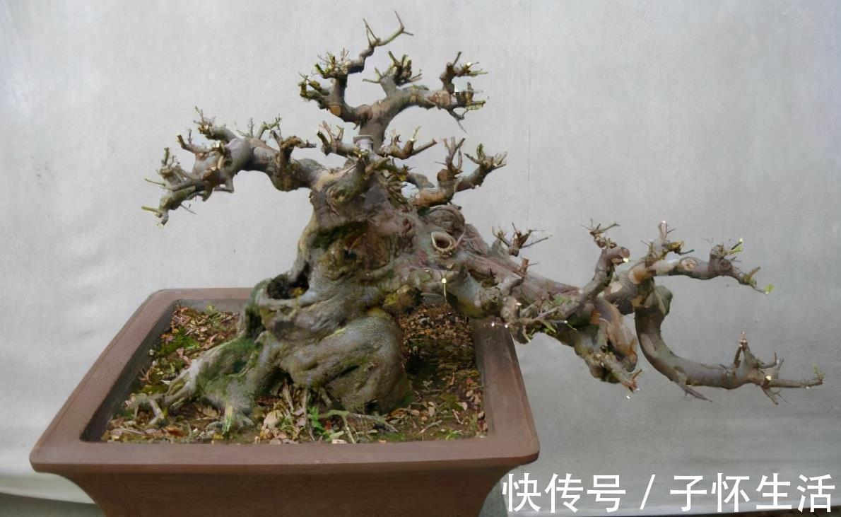 盆栽|挑战用树桩打造盆景,满足这3要求,个个美如画、增值不少