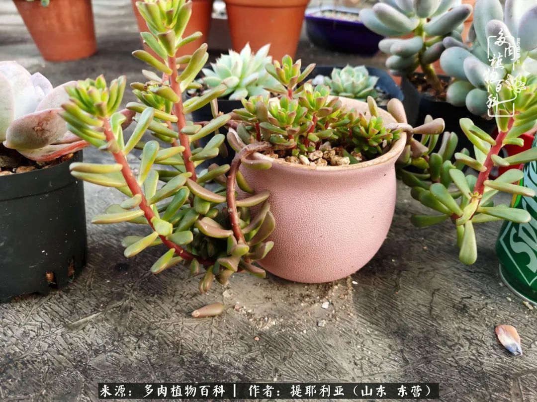 多肉植物|人如多肉,经阳光雨露历练后,亦会越挫越勇!