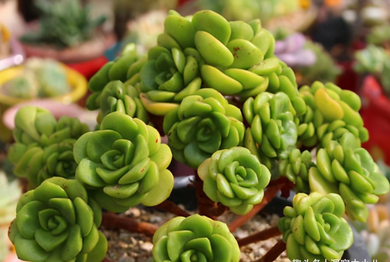 这“三多肉”入冬就开挂,叶片自带“香气”,遇水疯长憋成小老桩