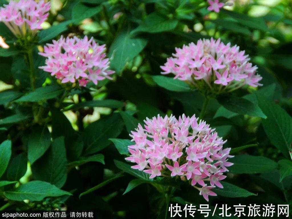 京西稻|秋游首站!北京“小镰仓”漫画电车站,车票仅3元!