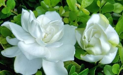 4种漂亮花,花朵大、花期长,一年四季开花不断,一开就是300多天