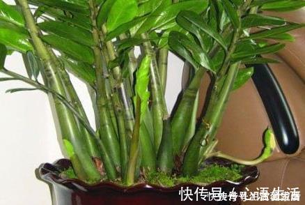 种树|养花不如养树，这三种树放在客厅既招财又上档次，好看又实用