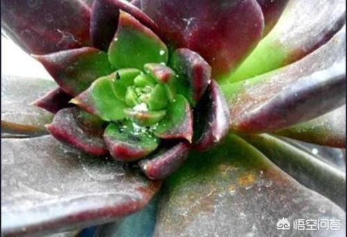 养多肉，遇上“蚧壳虫”来袭，如何解决？