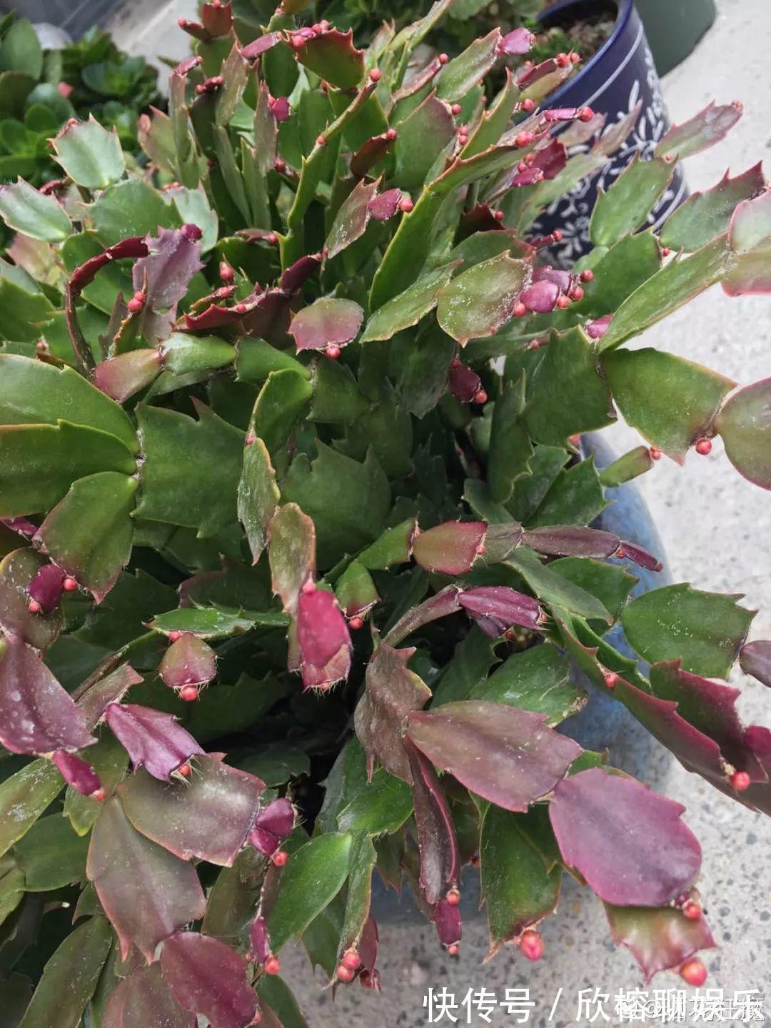 9月给天竺葵剪个短发,过冬前就能窜叶子,明年春天开成大花球!