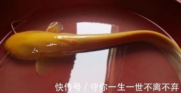 男子湖边钓鱼遇到罕见鱼类,浑身金黄犹如黄金,老人看了赶快放生
