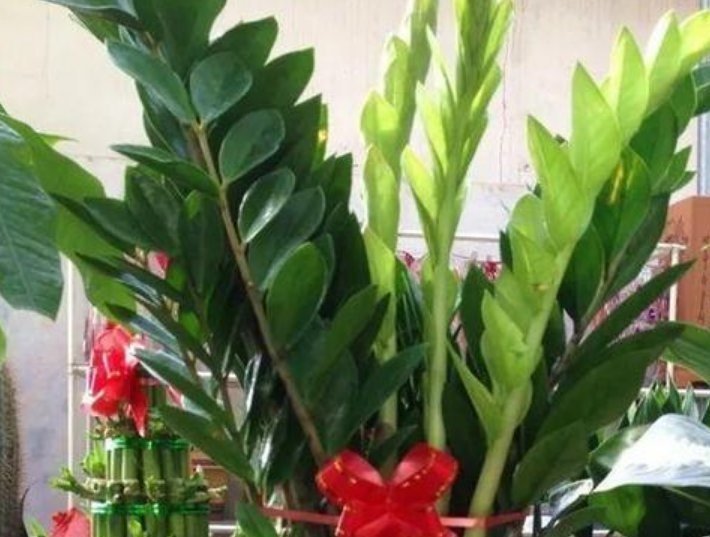 花卉|它是天然的养花肥，到处都有，盆里放一点，像打了激素蹭蹭长