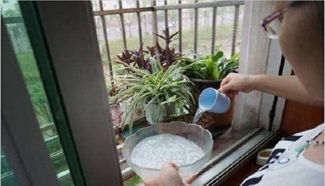 花肥不用多，一种就足够，花不了几块钱，养啥花旺啥花