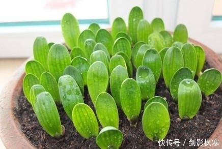 君子兰|为什么君子兰长的慢？掌握这几点，君子兰蹭蹭往上长！