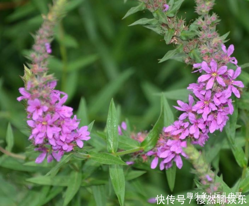 千屈菜清热凉血,抗菌抗炎,掌握三点,种出优质千屈菜来!