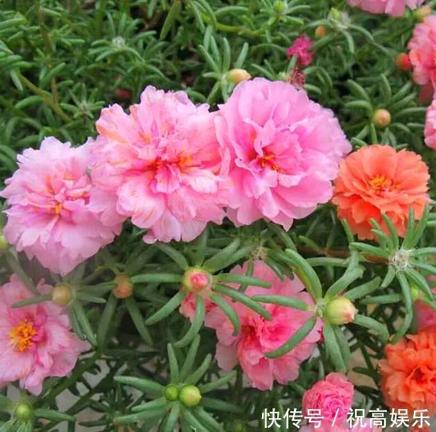 1种花,开300天,美到“假花”都失色,比月季好养,新手也养爆盆