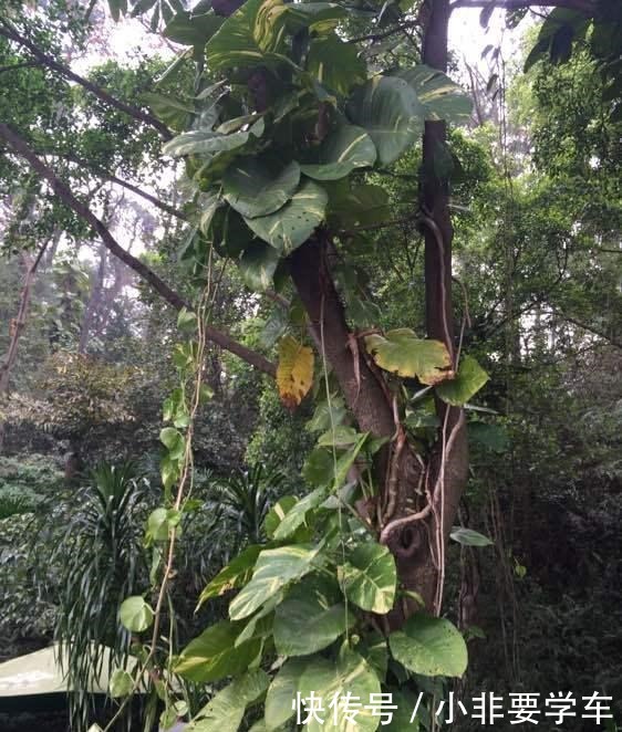 绿萝养久了,居然变成了龟背竹,还开背了!