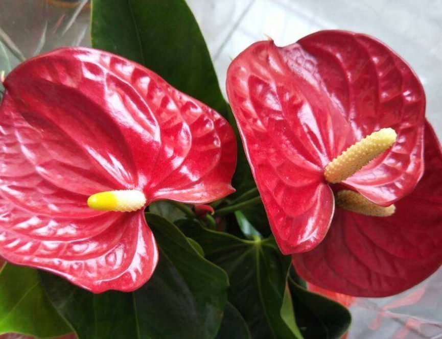 几种开花植物超耐阴,带来吉祥好兆头,养上一盆好运连连