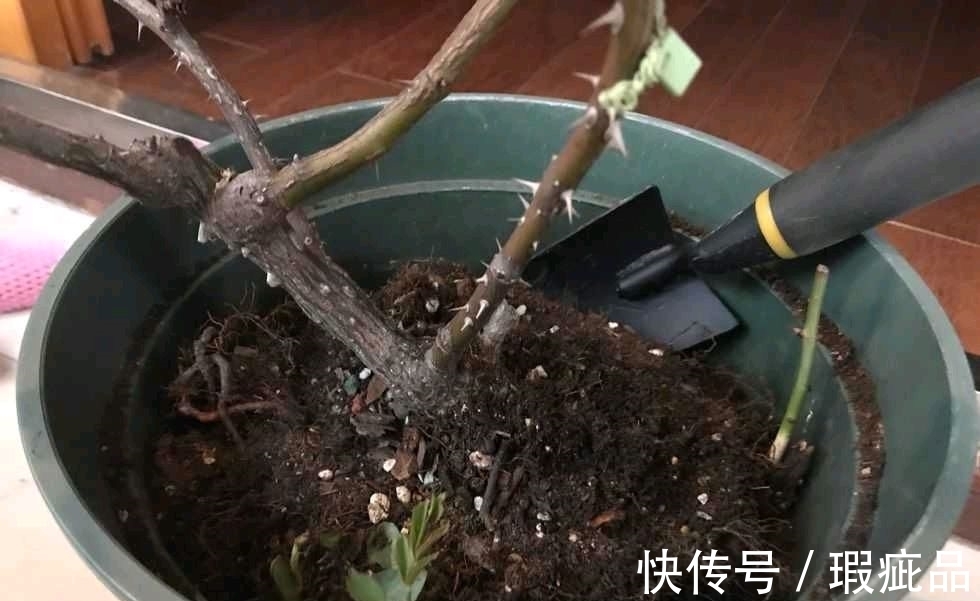 有机肥|给月季施肥，不要错过两个时间，春花多秋花不断开到爆