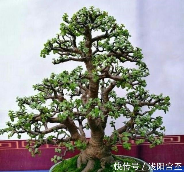 金枝玉叶|养金枝玉叶,关键要做好5项管理,很快长成盆景老桩!