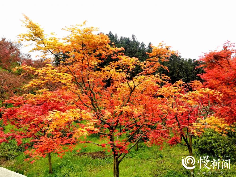 春天，这里“枫”景如画|看见 | https://p.ssl.img.360kuai.com/t0195cb3dd0e096c75e.jpg?size=611x843?size=611x843