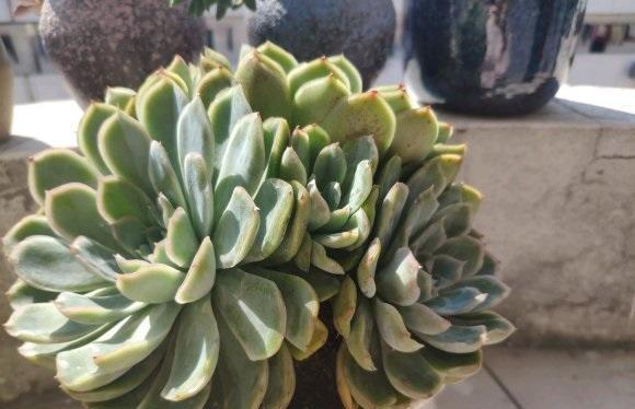 多肉|多肉养绿了,怎么养回原来的状态?分2种情况,后者直接没有救