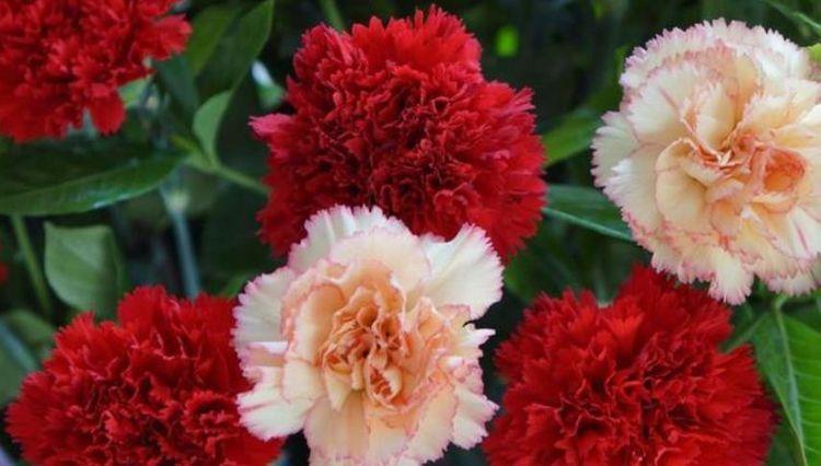 几种花是开花小能手,一年花期多,一开就停不下来