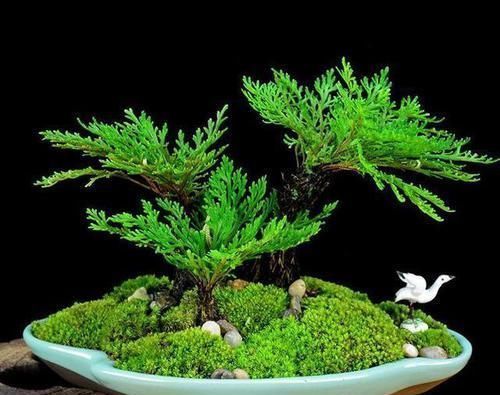 它是花卉界的“小强”,5年不浇水也能活,检测环境,做盆景更棒