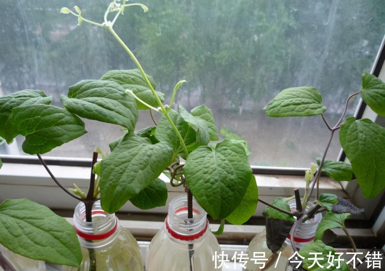 不管扦插什么花卉,在盆中加一点此种营养粉,株株都能够成活