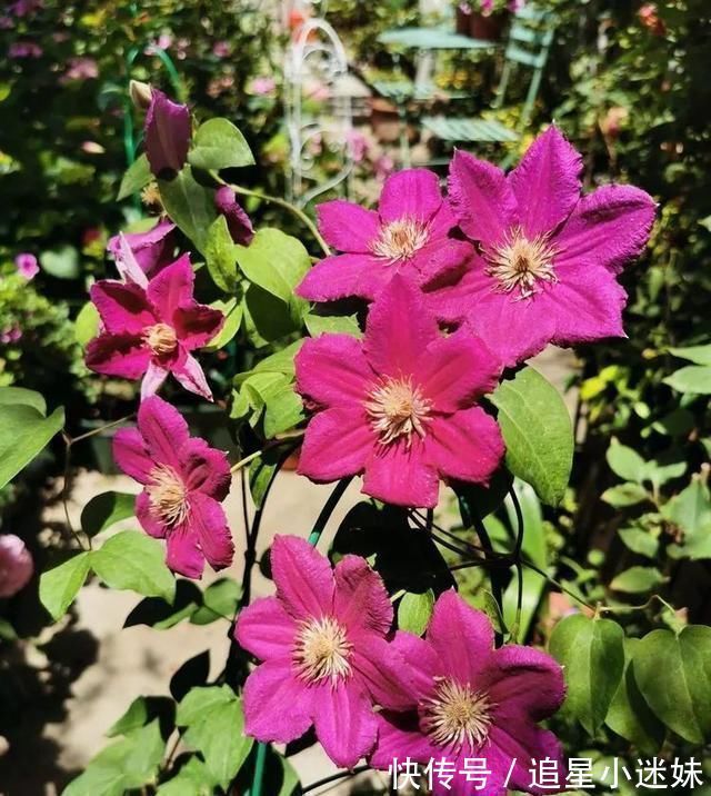 有了30平方的小院,能将日子过成了诗简单而精致,优雅而从容