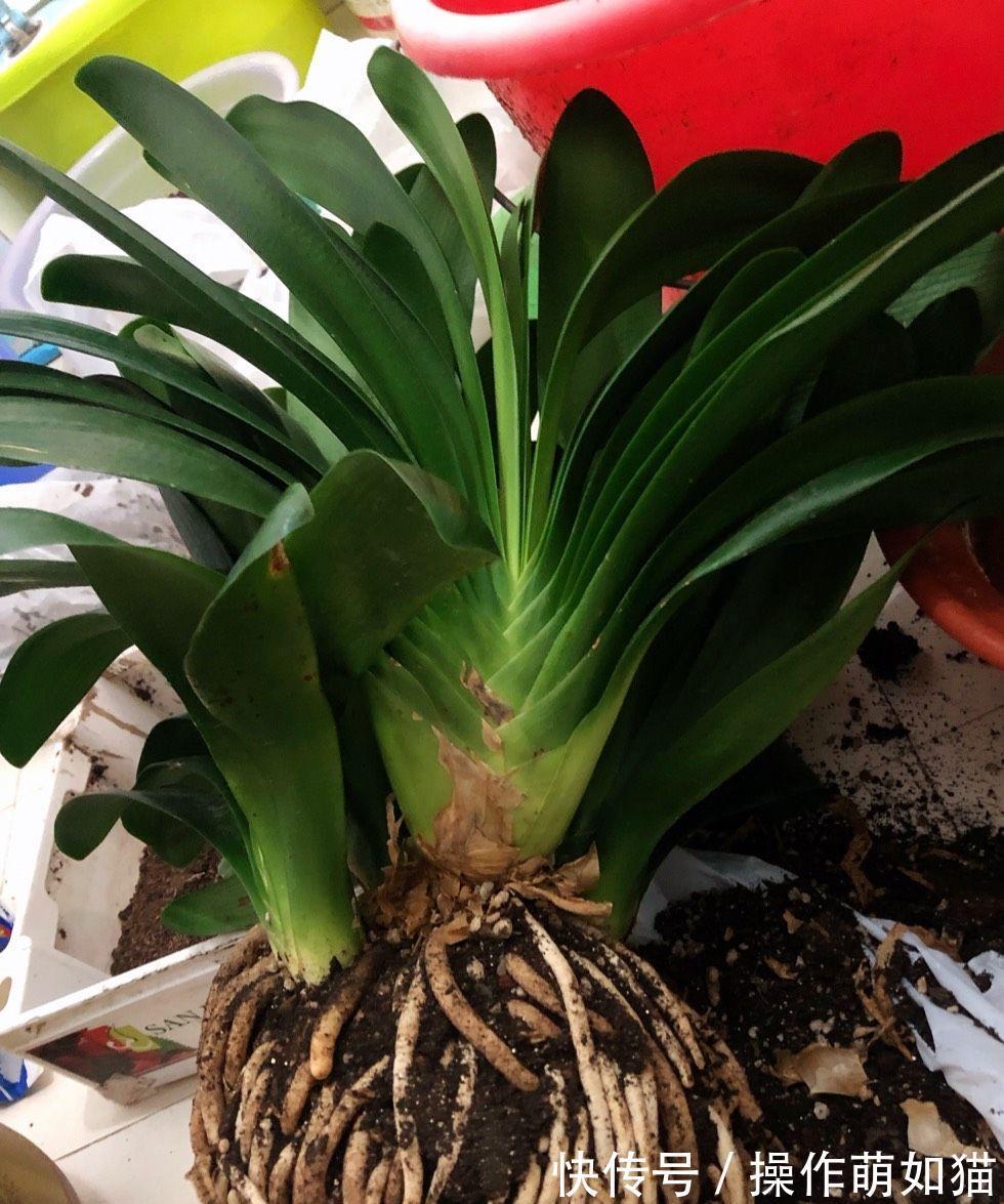 养君子兰,用2个方法,让它的叶片更油绿完美、开出惊艳的花球