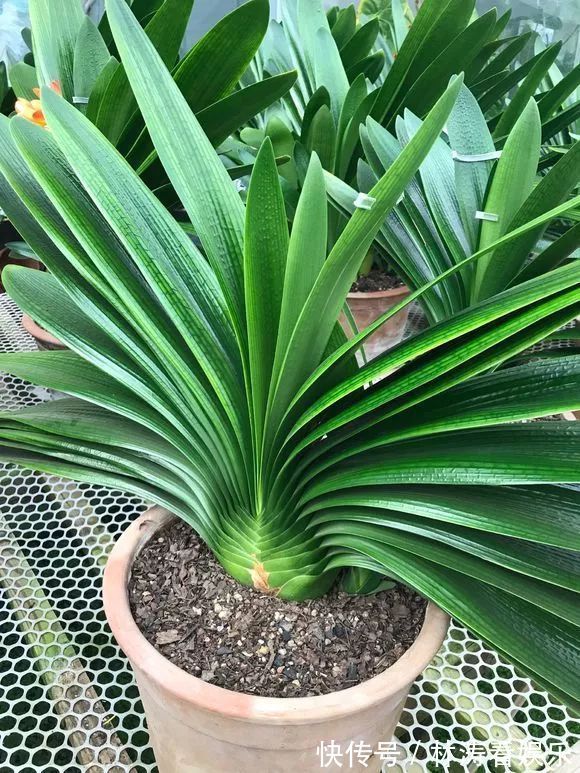 君子兰开花“讲究大”,简单改一改,花箭呼呼冒,花比拳头大!