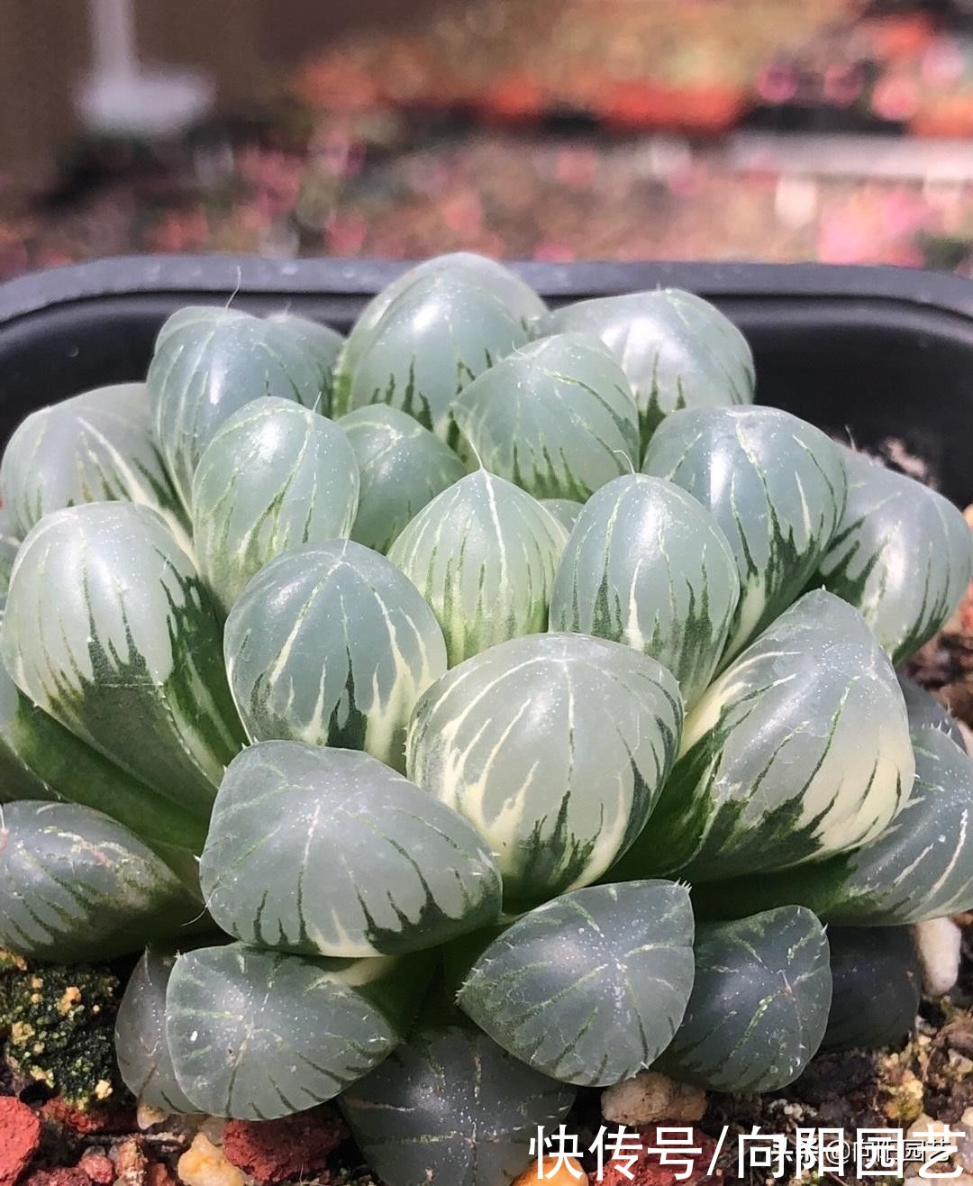 多肉|你买过最贵的多肉多少钱？300块的冰灯玉露锦，很多人都说不值
