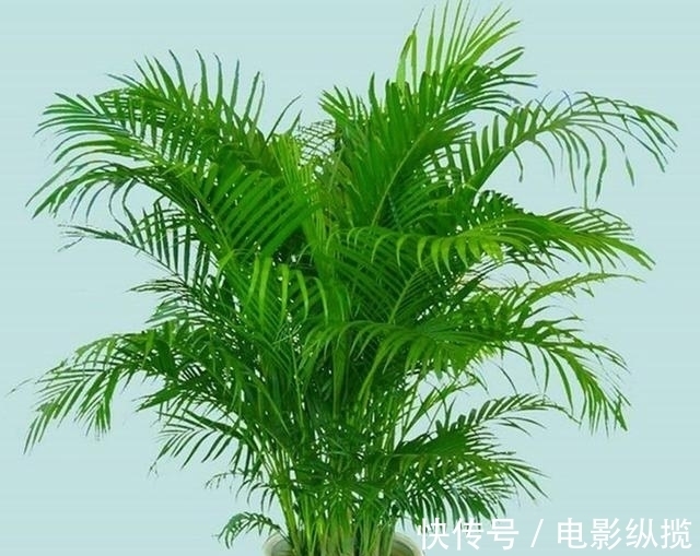 病虫害|养花有讲究,遇到3种情况,只怪你太勤快懒一点,花卉长得更好