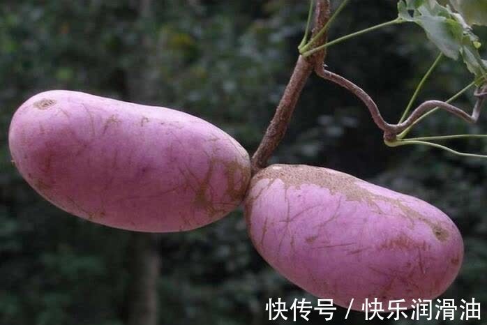 宣传|曾是南方农村野果,如今十元一斤,成网红果,北方人却表示没见过