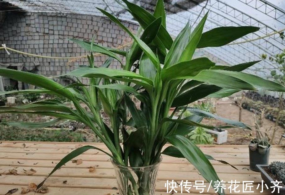 特别“喜水”的4种植物，平常给足水，缺水一次都不行