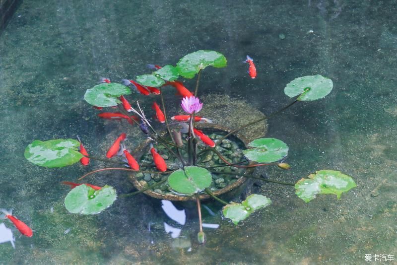 村里|古村里的顺德味