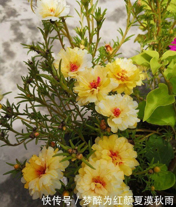 绣球花|几种花养家里真好看，花朵硕大花期长，美不胜收好养活，养花首选