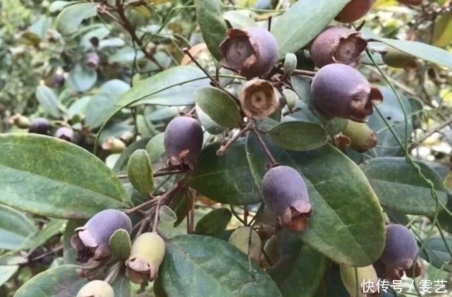 野果|山上就有生长的这种“野果”,农村娃小时候经常吃,药用价值很高