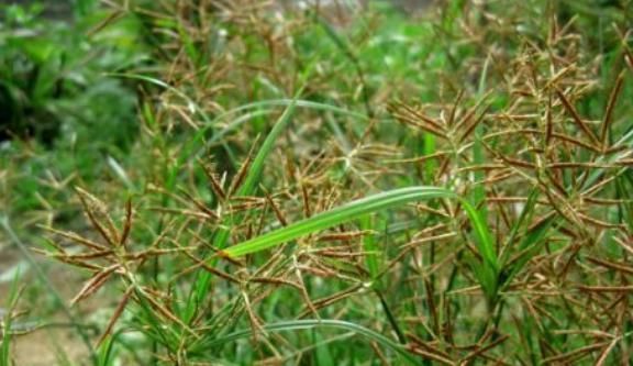 农村常见的野草煎汤喝，疏肝解郁、补气益血，最适合女性喝！