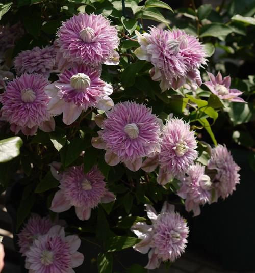 想拥有一面花墙吗？养盆“约瑟芬”吧，铁线莲之王，小阳台也能养