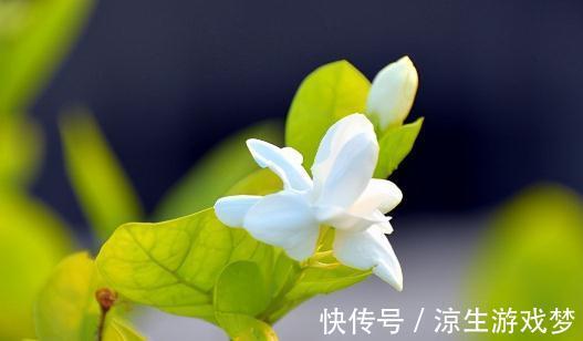 适合冬天剃头的5种花,剪一剪,来年花开不断