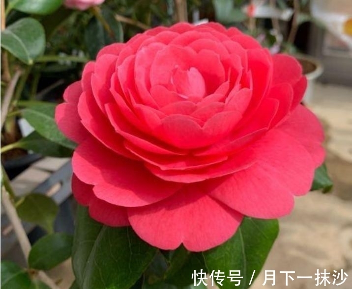 便宜又好养的几款花卉,对待新手很友好,丢到阳台四季有花开