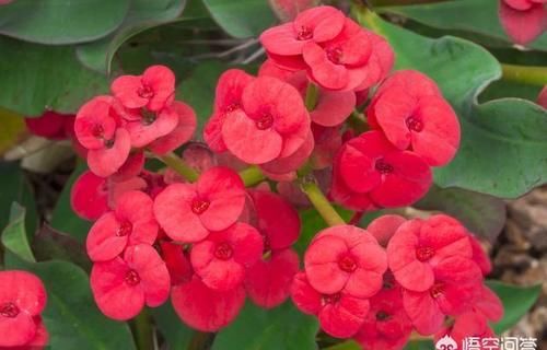 花开不断的虎刺梅什么时候扦插容易成活，虎刺梅养殖需要注意什么？