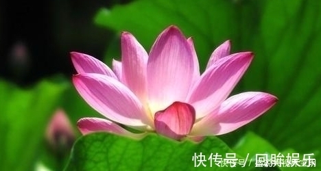 菡萏!荷花有33个名字,不说不知道,12首经典古诗词,都是写荷花的