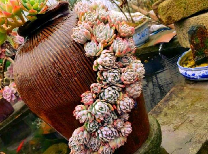 3种养多肉的小物品,老手都淘汰了,新手还争着买,都是智商税