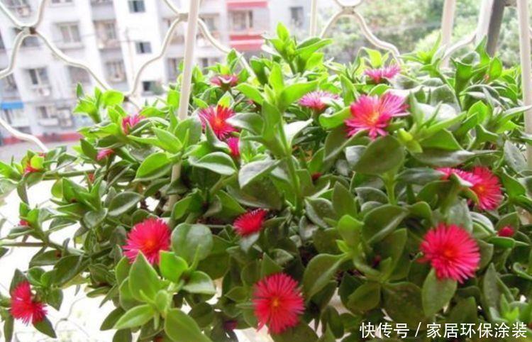  4种花高贵优雅，看了就让人沉醉，好养易活超美的