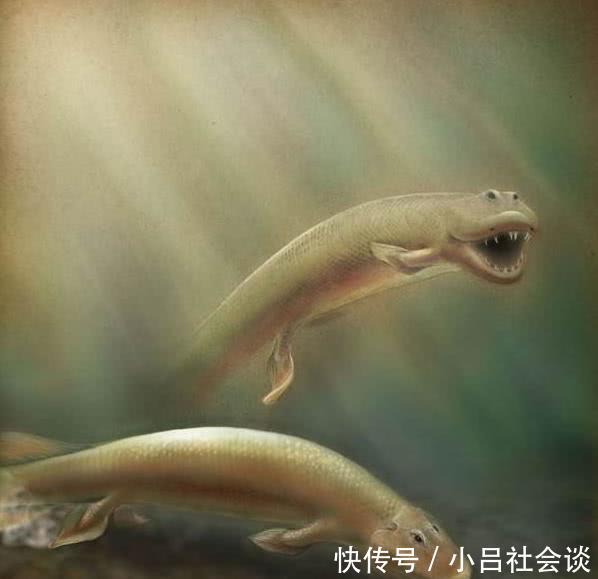 第一个登上陆地的 鱼 类动物 它是如何登上陆地的 快资讯 第一个登上陆地的 鱼 类动物 它是如何登上陆地的 快资讯