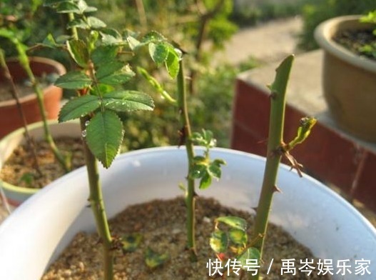 聪明人都会“这样”去扦插，不花一分钱，养满整个阳台，美极了