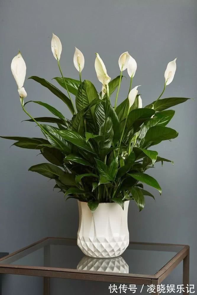 散尾葵|12种“健康花”,家里没太阳,照样长爆盆,贵气漂亮,旺家又养人