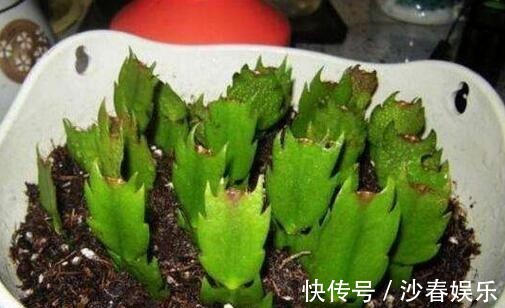 头顶端|蟹爪兰花期结束,养护注意“3点”,疯狂长叶子,入冬花苞翻2倍