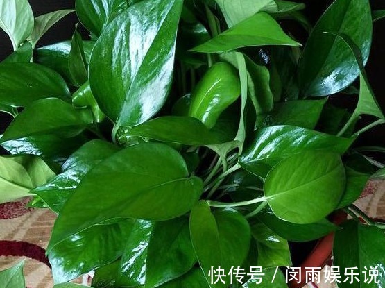 俗语：一颗绿萝七个鬼，有啥寓意？家里到底可不可以养绿萝