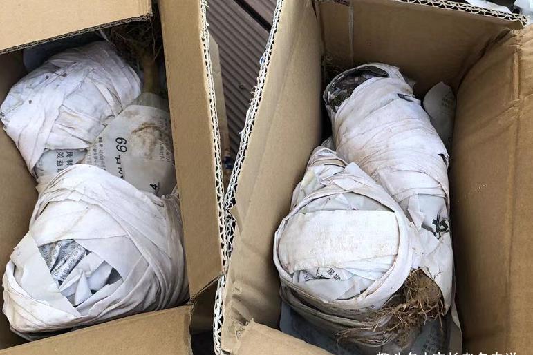 茎秆|多肉茎秆断了想还原是不可能的,但会操作的话可以多得一棵多肉