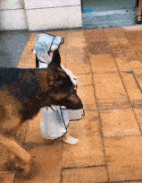 |搞笑GIF段子:在公厕里,忽然听到厕间有人说话