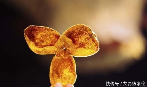 补肾|陈皮加一宝,堪比人参好!健脾养胃、补肾强筋、护血管