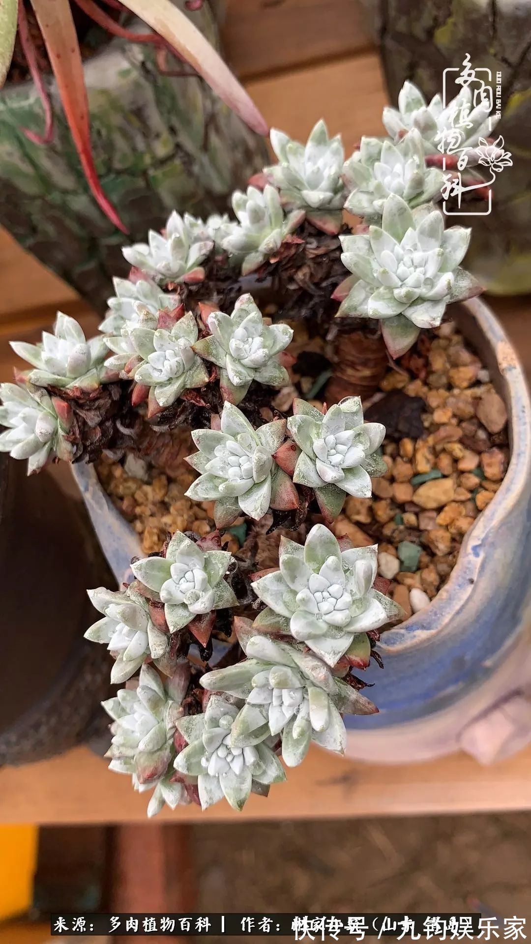 多肉住进暖棚,坦然越冬,放肆浇水,这个冬天有点甜!